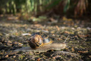 land Snail crawling on the road macro