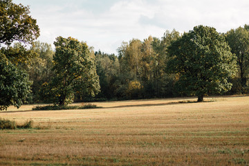 Autumn meadow with big tree with green leaves, branches of an old oak