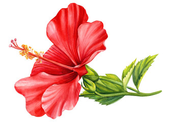 set of hibiscus flowers painted in watercolor, on an isolated white background, botanical illustration, tropical flowers