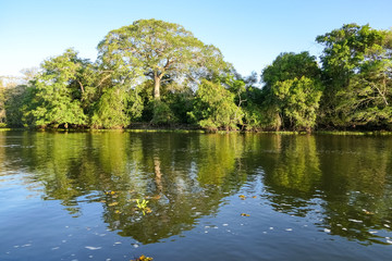 River edge vegetation reflected on the water surface of a Pantanal river in afternoon light, Mato Grosso, Brazil