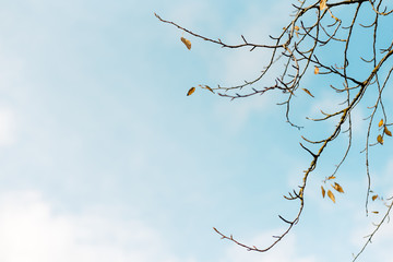 Obraz premium beautiful autumn tree leaves in the park