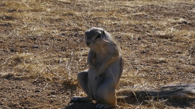 Ecureil terrestre au parc national d'etosha en namibie, Afrique