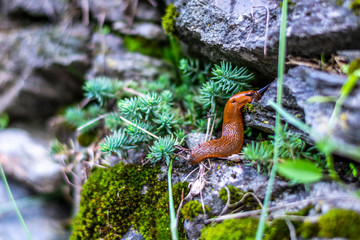 Snail