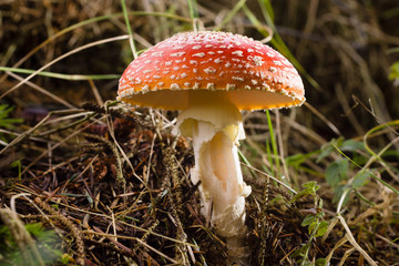 Fly Agaric or Amanita muscaria a poisonous mushroom with a red cap and white spots common in coniferous and mixed forests