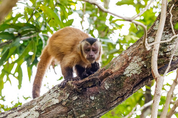 Brown capuchin monkey climbing on a tree trunk, facing camera, natural background, Pantanal Wetlands, Mato Grosso, Brazil