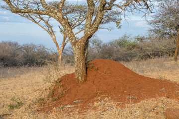 Fototapeta premium A large termite mound isolated at the base of a thorn tree in the Limpopo province of South Africa image with copy space in horizontal format