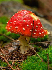 Amanita muscaria - Amanita muscaria growing in the forest.