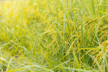 Rice field. Closeup of yellow paddy rice field with green leaf and Sunlight in the morning time.
