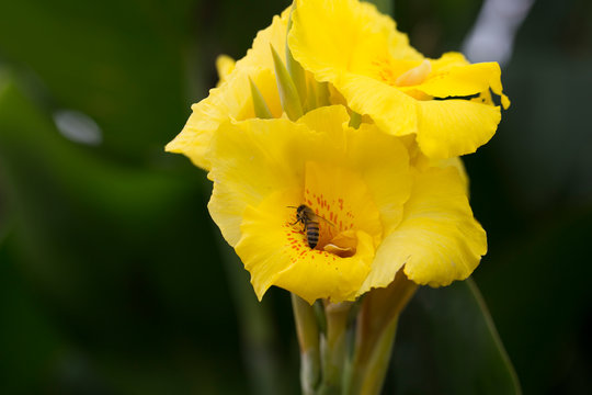 Yellow Canna flower in the garden.