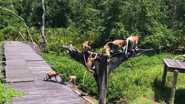 Proboscis monkeys endemic of Borneo island in Malaysia
