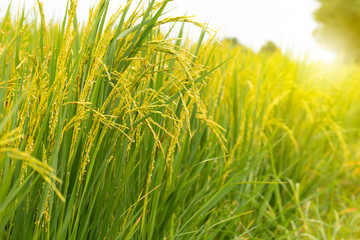Rice field. Closeup of yellow paddy rice field with green leaf and Sunlight in the morning time.