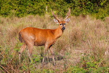 Naklejka na ściany i meble Pampa Deer with beautiful colored fur in the afternoon light on a dry meadow, facing camera, Pantanal Wetlands, Mato Grosso, Brazil