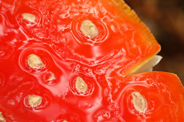 Amanita muscaria - Detail top of the mushroom red toadstools after a rain.