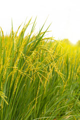 Obraz premium Ripe rice plants in a sunlit paddy field representing agriculture, harvest season, and food production.