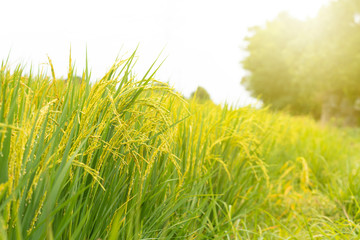 Rice field. Closeup of yellow paddy rice field with green leaf and Sunlight in the morning time.