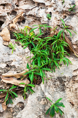 green grass