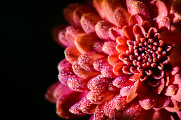Red chrysanthemum flower close-up.. Drops of dew on the petals of autumn flowers.