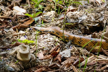 Close up of Brazilian False Water Cobra on natural ground, Pantanal Wetlands, Mato Grosso, Brazil