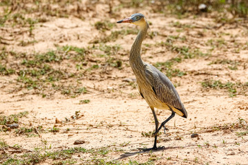 Whistling Heron walking on sandy ground in the sun, Pantanal Wetlands, Mato Grosso, Brazil