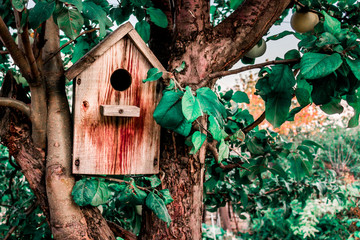 Birdhouse on an apple tree