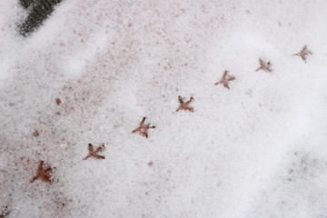 Imprints of birds on fresh snow.