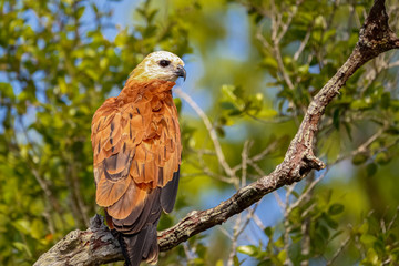 Black-collared Hawk perched on a tree branch against green background, Pantanal Wetlands, Mato Grosso, Brazil