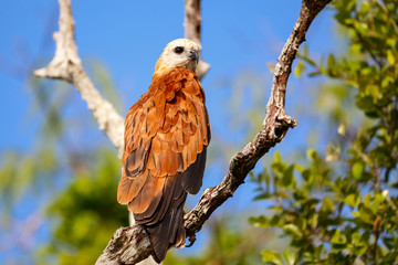 Black-collared Hawk perched on a tree branch against blue sky, Pantanal Wetlands, Mato Grosso, Brazil