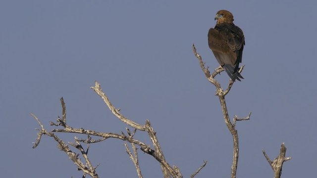 EAGLE WATCHING AROUND IN ETOSHA