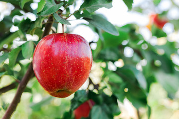 Beautiful tasty red apple on branch of apple tree in orchard, harvesting. Autumn harvest in the garden outside. Village, rustic style.