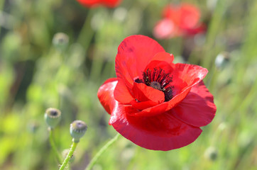 Red poppy in a meadow. Bright flower on a green natural blurred background. Single flower.