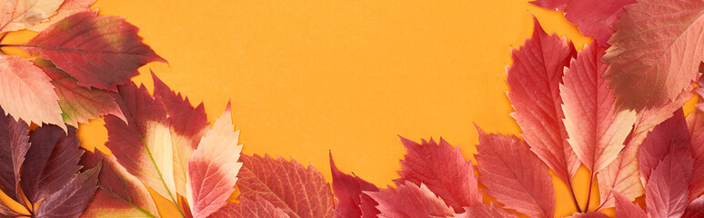 panoramic shot of colorful autumn leaves of wild grapes isolated on yellow