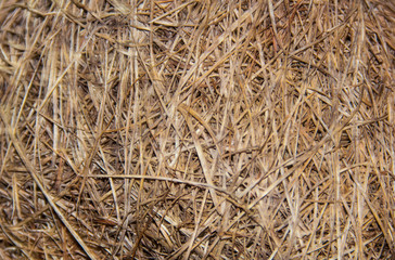natural straw background /Bird's nest on the tree