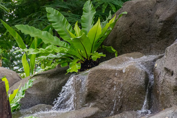 green fern on stone at waterfall.