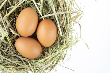 chicken eggs on straw isolated on white background.