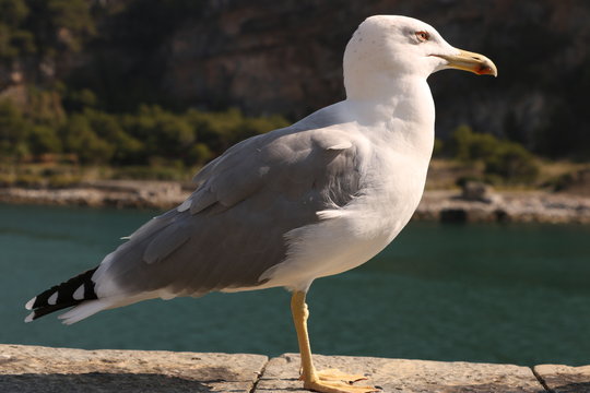 Seagull walks on the parapet in Portovenere, near the Cinque Terre.