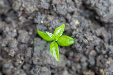 Top view of young plant with dark soil background