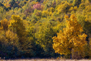 Huge centennial oak tree on a field in the autumn