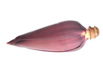Banana blossom isolated on white background.Banana flower.