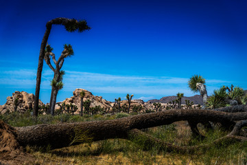 Obraz premium Joshua Tree