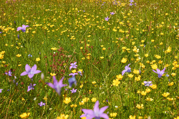 Detail of a mountain meadow full of colorful wildflowers in springtime