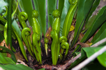 Obraz premium Small leaves that are reborn in the backyard.
