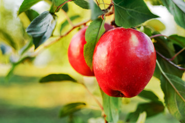 Beautiful tasty red apple on branch of apple tree in orchard, harvesting. Autumn harvest in the garden outside. Village, rustic style.