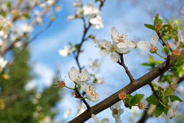 Cherry blossoms among green leaves