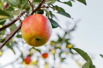 Beautiful tasty red apple on branch of apple tree in orchard, harvesting. Autumn harvest in the garden outside. Village, rustic style.