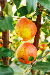 Beautiful tasty red apple on branch of apple tree in orchard, harvesting. Autumn harvest in the garden outside. Village, rustic style.