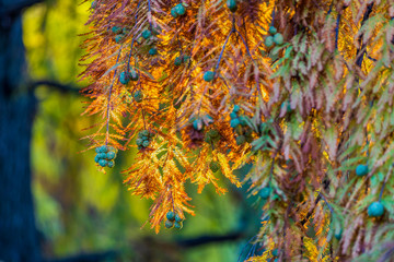 Beautiful Colorful Autumn Leaves, sunny day.
