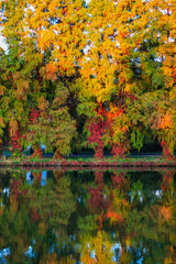 Beautiful Colorful Autumn Leaves, sunny day.
