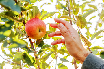 Male hand holds beautiful tasty green apple on branch of apple tree in orchard, harvesting. Autumn harvest in the garden outside. Village, rustic style.