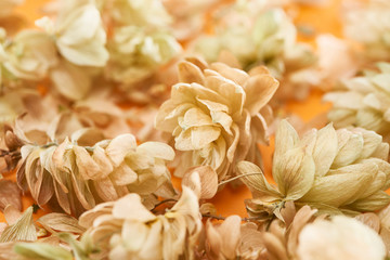 close up view of dry hops near petals on yellow background