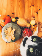 Cute cat sitting on wooden table with pumpkins, autumn leaves, apples, pears, corn, nuts and chestnuts. Top view. Happy Thanksgiving concept . Phone vertical photo